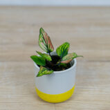 caladium-saga-baby