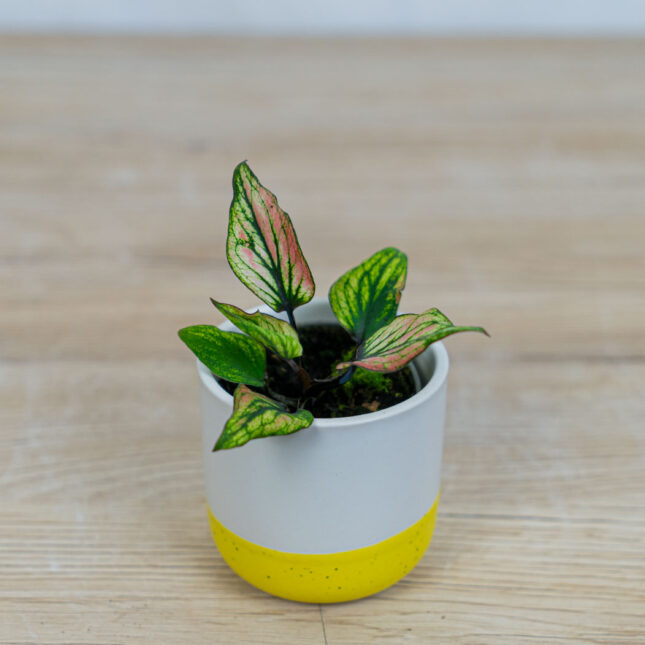 Mała Szklarnia caladium-saga-baby