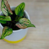 caladium-saga-baby