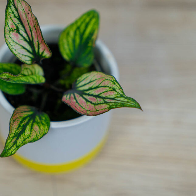 Mała Szklarnia caladium-saga-baby