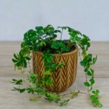 cissus-pasiasty-parthenocissus-striata