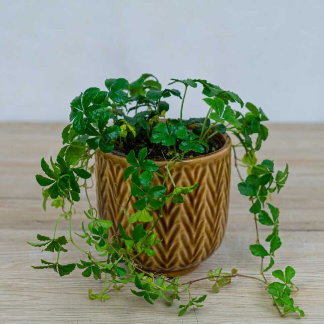 Mała Szklarnia cissus-pasiasty-parthenocissus-striata