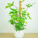 Philodendron pedatum - cała roślina z podporą - palikiem kokosowym