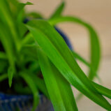 zielistka-green-bonnie-chlorophytum-comosum