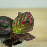 calathea-roseopicta-dottie-baby
