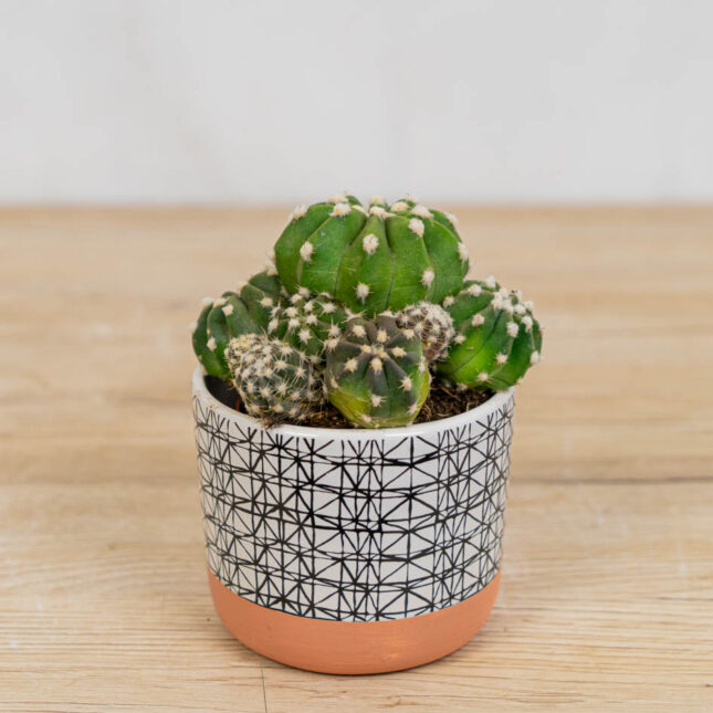 Mała Szklarnia Echinocactus-multiplex