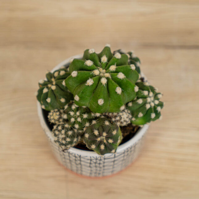 Mała Szklarnia Echinocactus-multiplex