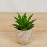 aloe-tiga-aloes