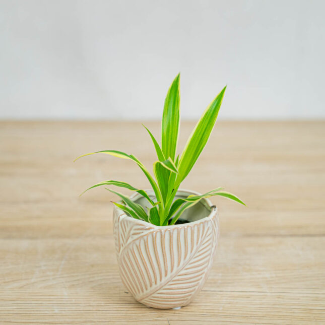 Mała Szklarnia Zielistka-irish-baby-chlorophytum-comosum-irish