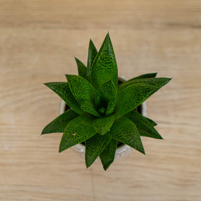 Mała Szklarnia aloe-tiga-aloes
