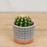 Echinocactus-brevispina