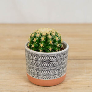 Echinocactus-brevispina