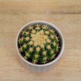 Echinocactus-brevispina
