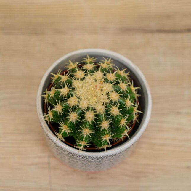 Mała Szklarnia Echinocactus-brevispina