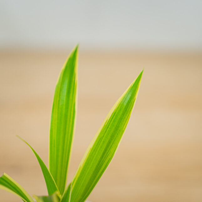 Mała Szklarnia Zielistka-irish-baby-chlorophytum-comosum-irish