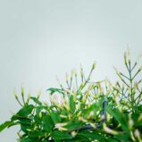 jasmin-na-obreczy-jasminum-polyanthum
