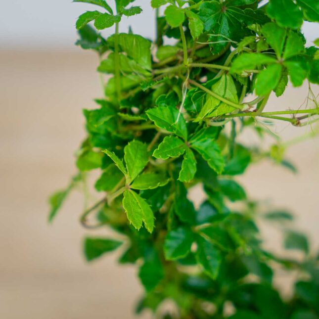 Mała Szklarnia cissus-pasiasty-parthenocissus-striata