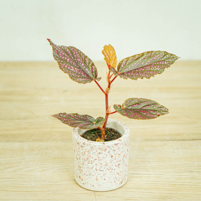 Mała Szklarnia begonia-polka-dot-pink-benigo