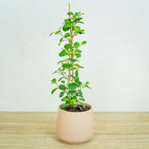 Fikus-deltolistny-ficus-deltoidea