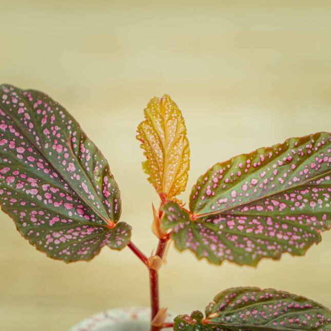 Mała Szklarnia begonia-polka-dot-pink-benigo