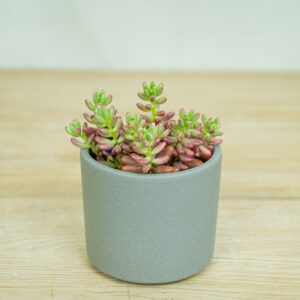 sedum-rubrotinctum-aurora
