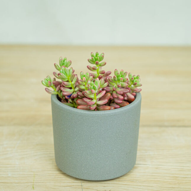 Mała Szklarnia sedum-rubrotinctum-aurora