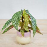 Begonia-maculata-silver-spot-baby
