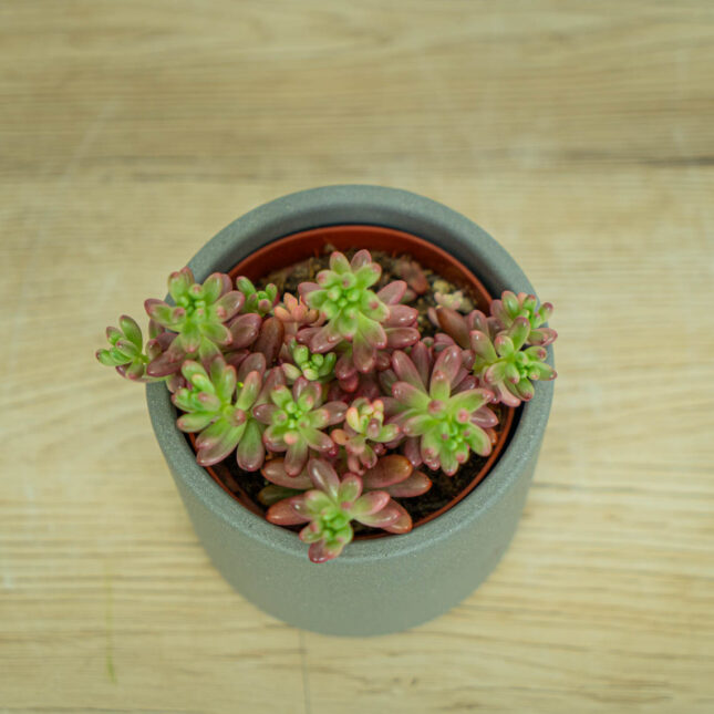 Mała Szklarnia sedum-rubrotinctum-aurora