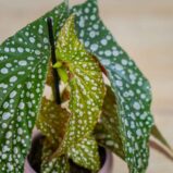 Begonia-maculata-silver-spot-baby