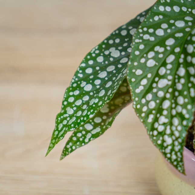 Mała Szklarnia Begonia-maculata-silver-spot-baby