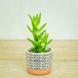Aloes-squarrosa-aloe