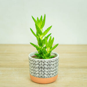 Aloes-squarrosa-aloe