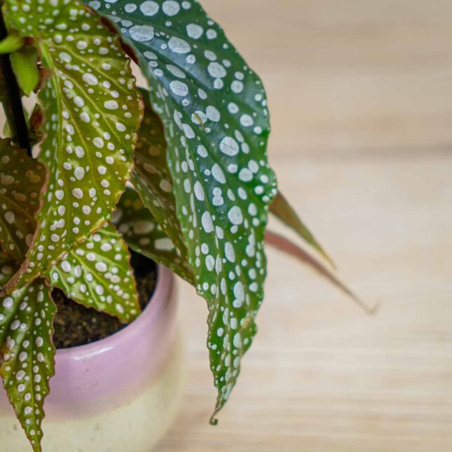 Mała Szklarnia Begonia-maculata-silver-spot-baby