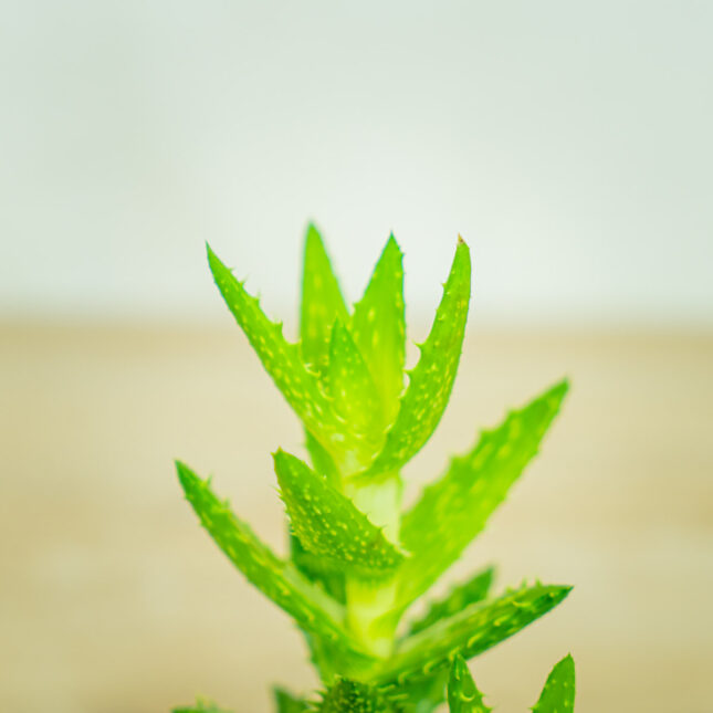 Mała Szklarnia Aloes-squarrosa-aloe