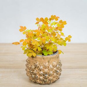 Szczawik-gold-oxalis-vulcanicola