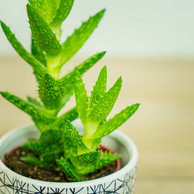 Mała Szklarnia Aloes-squarrosa-aloe