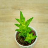 Aloes-squarrosa-aloe