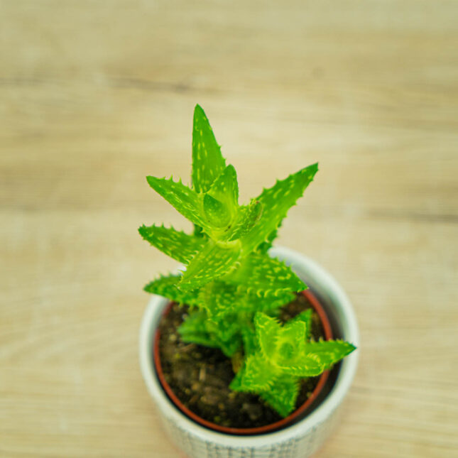 Mała Szklarnia Aloes-squarrosa-aloe