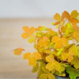 Szczawik-gold-oxalis-vulcanicola