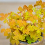 Szczawik-gold-oxalis-vulcanicola