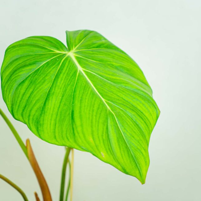 Mała Szklarnia Philodendron-mcDowell