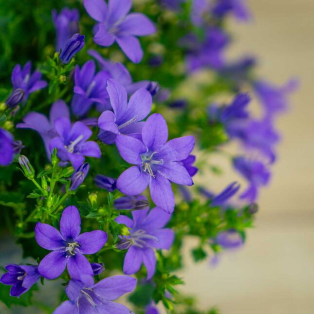 Mała Szklarnia dzwonek-dalmatynski-fioletowy-campanula-portenschlagiana