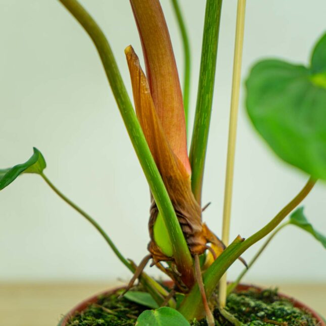 Mała Szklarnia Philodendron-mcDowell
