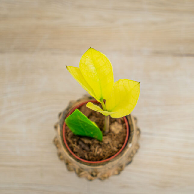Mała Szklarnia Zamioculcas-variegata-chameleon