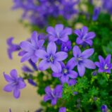 dzwonek-dalmatynski-fioletowy-campanula-portenschlagiana