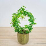 cissus-pasiasty-parthenocissus-striata
