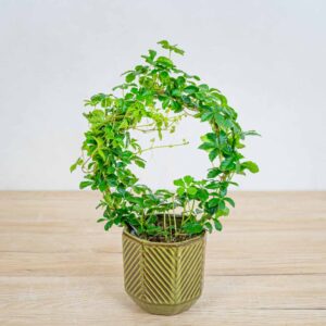 cissus-pasiasty-parthenocissus-striata
