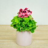 pelargonia-wielokwiatowa-ombre