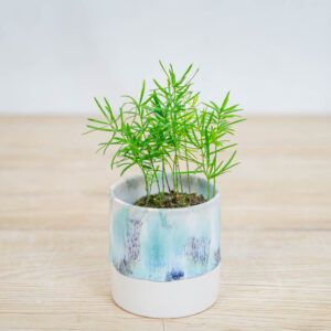 szparag-sprengera-baby-asparagus-densiflorus-sprengeri