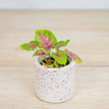 caladium-bicolor-bella-baby